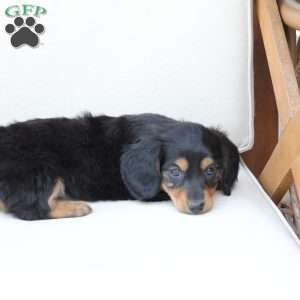 Nova, Dachshund Mix Puppy