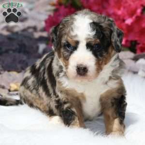 Leo, Bernedoodle Puppy