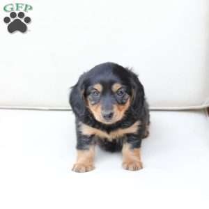 Nova, Dachshund Mix Puppy