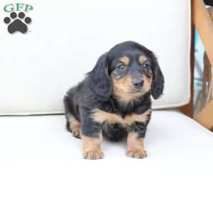 Nova, Dachshund Mix Puppy