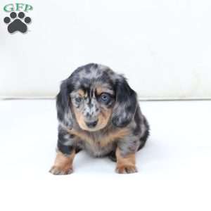 Izzy, Dachshund Puppy