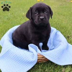 Jackson, Black Labrador Retriever Puppy
