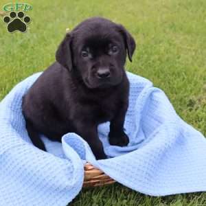 Jackson, Black Labrador Retriever Puppy