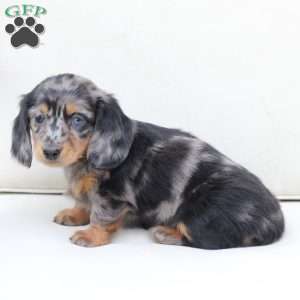 Izzy, Dachshund Puppy