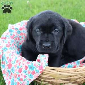 Janessa, Black Labrador Retriever Puppy