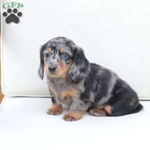 Izzy, Dachshund Puppy