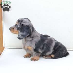 Izzy, Dachshund Puppy