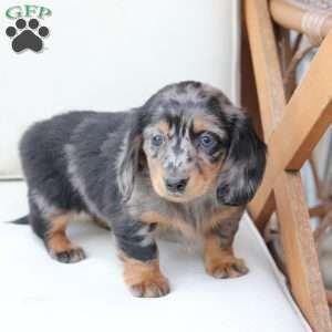 Izzy, Dachshund Puppy