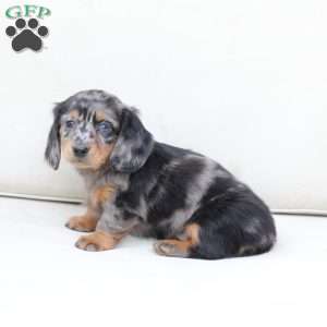 Izzy, Dachshund Puppy