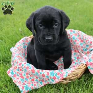 Janessa, Black Labrador Retriever Puppy