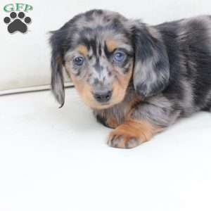 Izzy, Dachshund Puppy