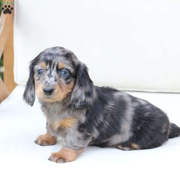Izzy, Dachshund Puppy