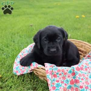 Janessa, Black Labrador Retriever Puppy