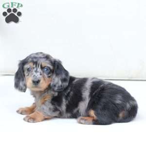 Izzy, Dachshund Puppy
