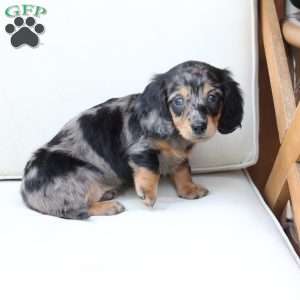 Aspin, Dachshund Puppy