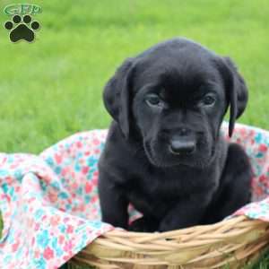 Janessa, Black Labrador Retriever Puppy