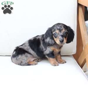 Aspin, Dachshund Puppy