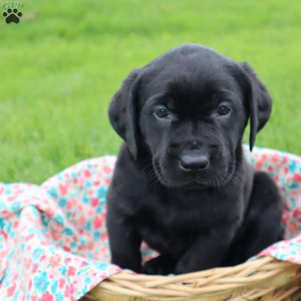 Janessa, Black Labrador Retriever Puppy