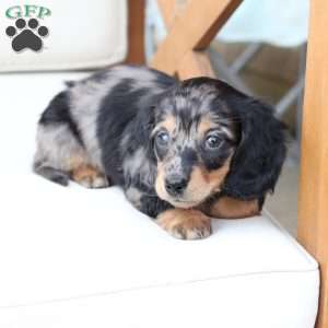Aspin, Dachshund Puppy