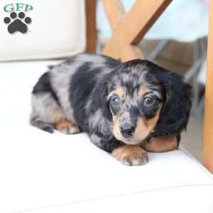 Aspin, Dachshund Puppy