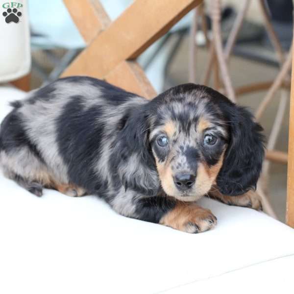 Aspin, Dachshund Puppy