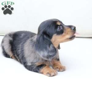 Zues, Dachshund Puppy