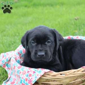Janessa, Black Labrador Retriever Puppy