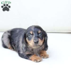 Zues, Dachshund Puppy