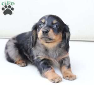 Zues, Dachshund Puppy
