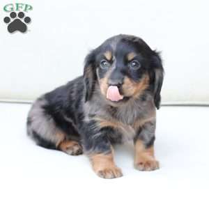 Zues, Dachshund Puppy