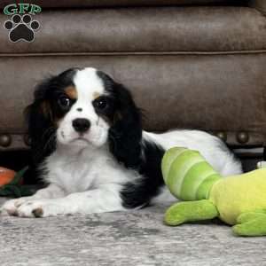 Oliver, Cavalier King Charles Spaniel Puppy