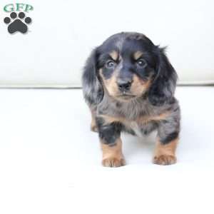 Zues, Dachshund Puppy