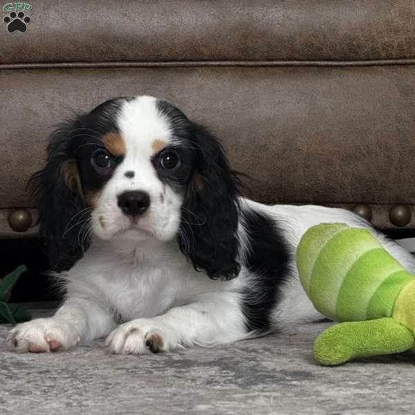 Oliver, Cavalier King Charles Spaniel Puppy