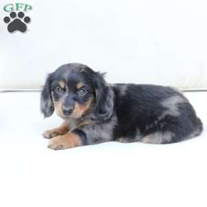 Zues, Dachshund Puppy