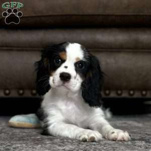 Oliver, Cavalier King Charles Spaniel Puppy