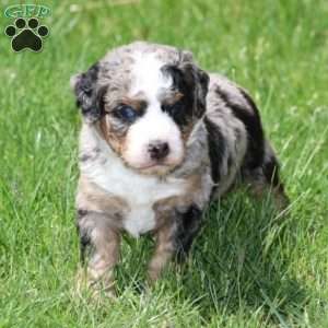 Leo, Bernedoodle Puppy