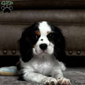 Oliver, Cavalier King Charles Spaniel Puppy