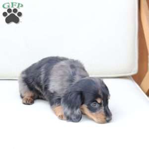 Zues, Dachshund Puppy