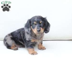 Zues, Dachshund Puppy
