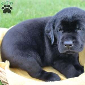 Jasper, Black Labrador Retriever Puppy