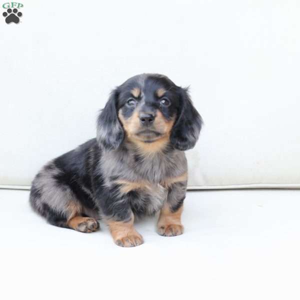 Zues, Dachshund Puppy
