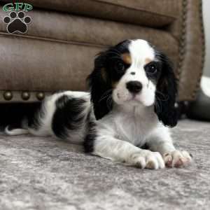Oliver, Cavalier King Charles Spaniel Puppy