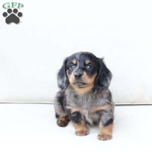 Zues, Dachshund Puppy
