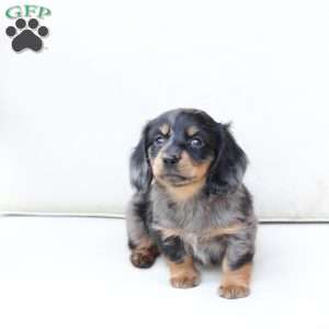Zues, Dachshund Puppy