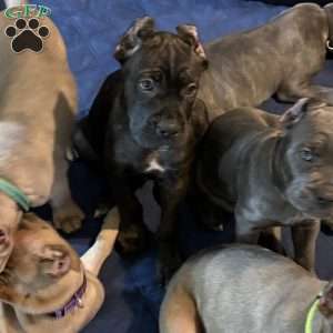 Blue, Cane Corso Puppy