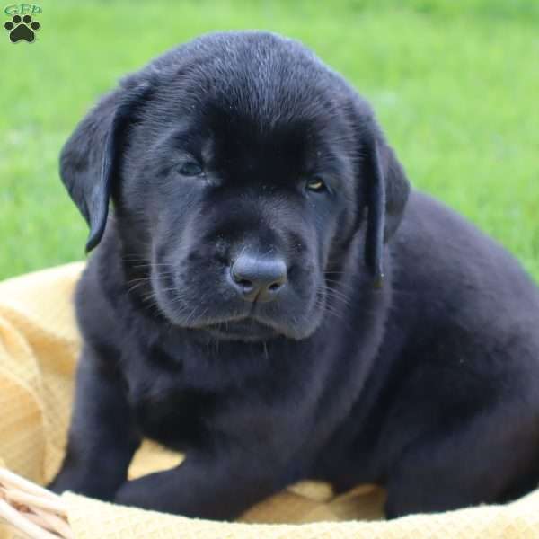 Jasper, Black Labrador Retriever Puppy