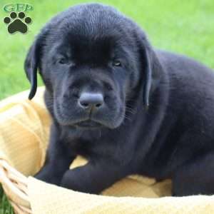 Jasper, Black Labrador Retriever Puppy