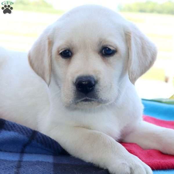 Mattie, Yellow Labrador Retriever Puppy