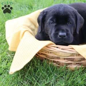 Jasper, Black Labrador Retriever Puppy
