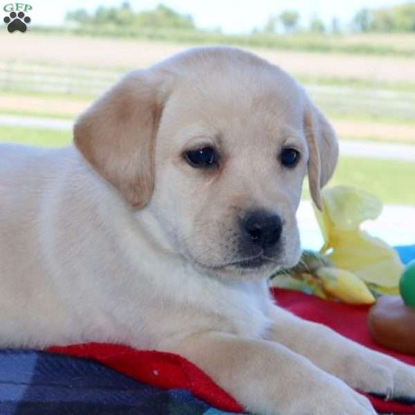 Bailey, Yellow Labrador Retriever Puppy